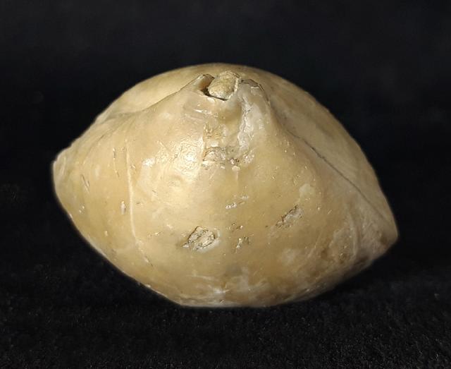 Sellithyris subsella LEYMERIE 1846 - Bild © FossNet FossilienStore